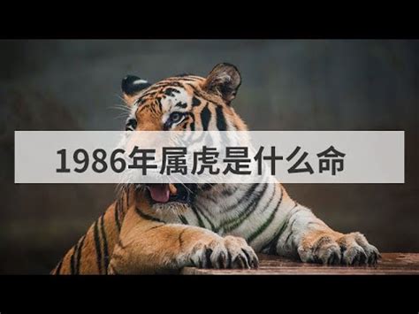 1986年是什麼虎|1986年屬虎是什麼命？最全虎命命相批註！